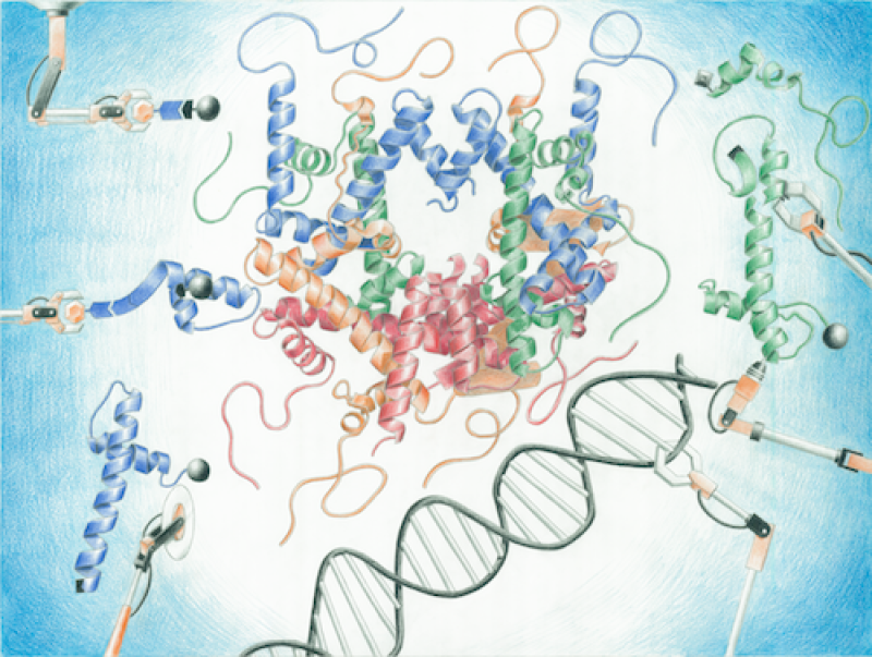 Picture: artistic rendering of nucleosome assembly by robotic arms Fantasia: nucleosome assembly. Figure credit: Ryan Yu, Yu et al, Org. Biomol. Chem (2016) 14, 2603-2607.