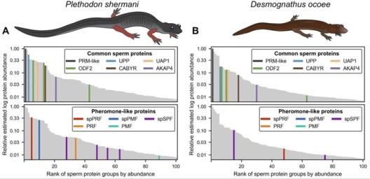 Salamanders